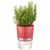 GEFU Самополиваща се кашпа за зелени подправки или цветя “BOTANICO“ - цвят малинено червен